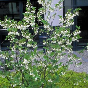 Halesia_monticola_1998_1709a_R2.jpg