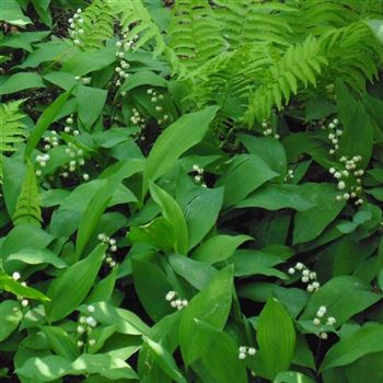 Convallaria_majalis_WI_Q2.jpg