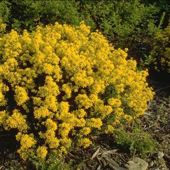 Genista_tinctoria_Plena_1999_3892_q.jpg