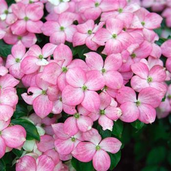 Cornus_kousa_Satomi_2007_1299_q.jpg