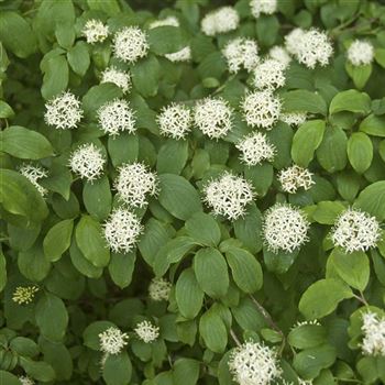 Cornus_sanguinea_2008_3806.jpg