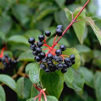 Cornus_sanguinea_2001_3812_q.jpg