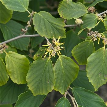 Hamamelis_virginiana_2008_7928.jpg