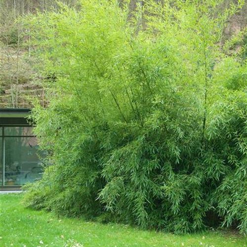 Phyllostachys bissetii