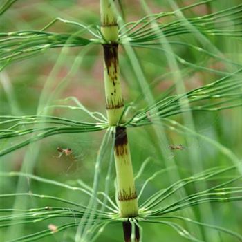 Equisetum_hyemale_HRM_Q1.jpg