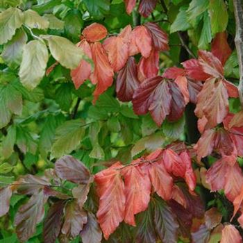 Parrotia_persica_Vanessa_2009-7479.JPG