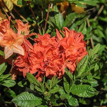 Azalea_Kosters_Brilliant_Red_HRM_Q4.jpg