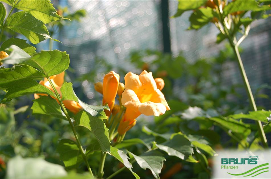 Campsis radicans 'Flava' von Bruns Pflanzen