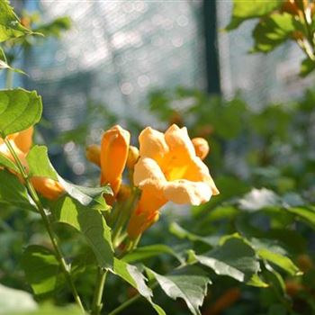 Campsis_radicans_Flava_GR_R1.JPG