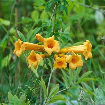 Campsis_radicans_Flava_2008_7241.jpg