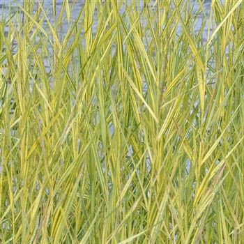 Phragmites_australis_Variegatus_HRM_Q1.jpg