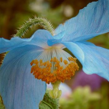 Meconopsis_betonicifolia_WI_Q4.jpg