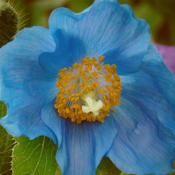 Meconopsis_betonicifolia_WI_Q1.jpg