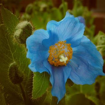 Meconopsis_betonicifolia_WI_Q3.jpg