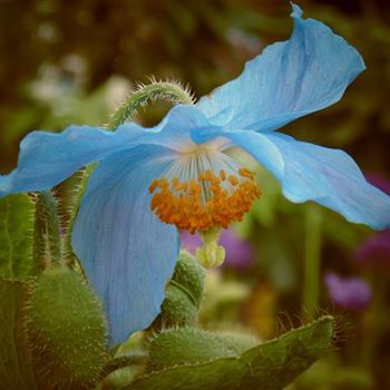 Meconopsis_betonicifolia_WI_Q2.jpg