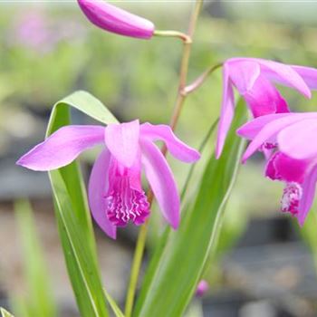 Bletilla striata