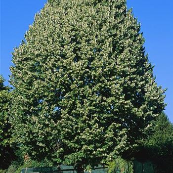 Tilia_tomentosa_Brabant_2001_2911.jpg