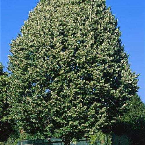 Tilia tomentosa 'Brabant'