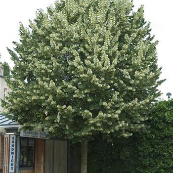 Tilia_tomentosa_Brabant_2007_2036.jpg