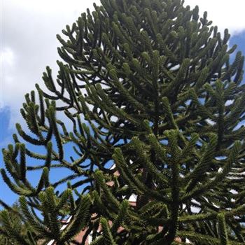 Araucaria_araucana_GR_R3.JPG