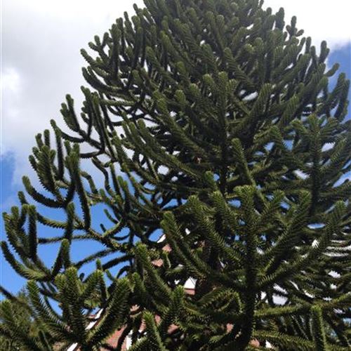 Araucaria araucana