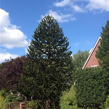 Araucaria_araucana_GR_R1.JPG