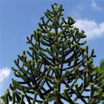 Araucaria_araucana_2005_3474_q.jpg