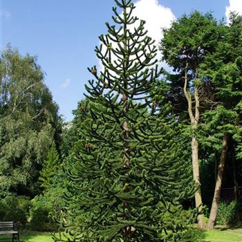 Araucaria_araucana_2005_3466_b.jpg