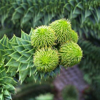 Araucaria_araucana_2005_3472_q.jpg