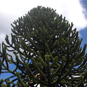 Araucaria_araucana_GR_R2.JPG