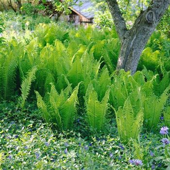 Athyrium_felix_femina_HRM_Q2.jpg