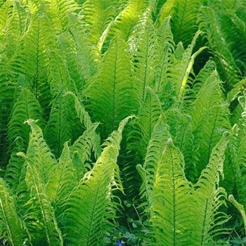 Athyrium_felix_femina_HRM_Q1.jpg