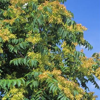 Ailanthus_altissima_1998_4255.jpg