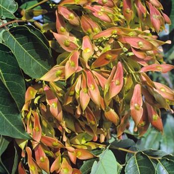 Ailanthus_altissima_1998_4262.jpg