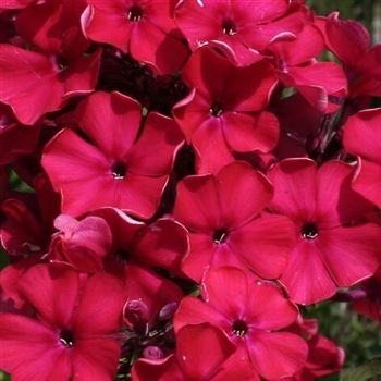 Phlox_Starfire_HRM_Q1.jpg