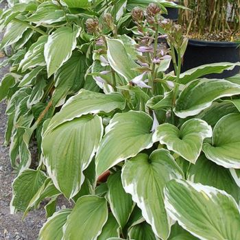 Hosta_fortunei_Moerheim_GR_Q1.jpg