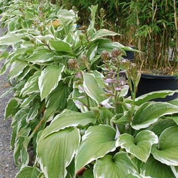 Hosta_fortunei_Moerheim_GR_R2.jpg