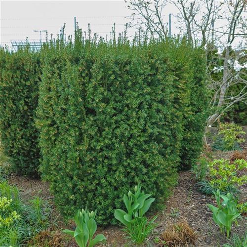 Taxus baccata 'Overeynderi'