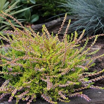 Calluna_vulgaris_Boskoop_IMG_2890.JPG