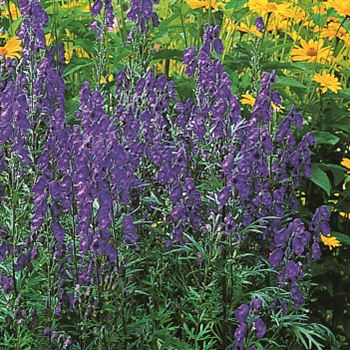 Aconitum_napellus_UAS_Q1.tif