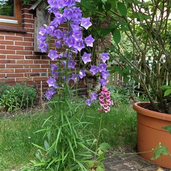 Campanula_persicifolia_GR_R3.jpg