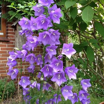 Campanula_persicifolia_GR_R2.jpg