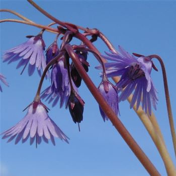 Soldanella_montana_WI_Q1.jpg