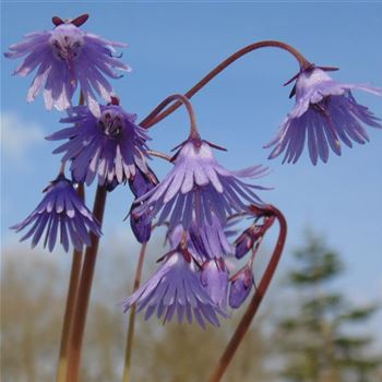 Soldanella_montana_WI_Q3.jpg