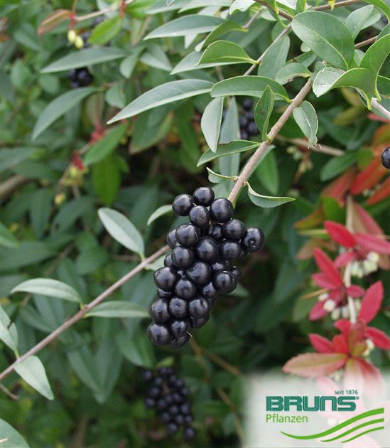Ligustrum vulgare, Gewhnlicher Liguster, Rainweide, Zaunriegel von Bruns  Pflanzen