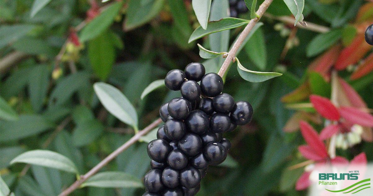 Ligustrum vulgare, Gewhnlicher Liguster, Rainweide, Zaunriegel von Bruns  Pflanzen