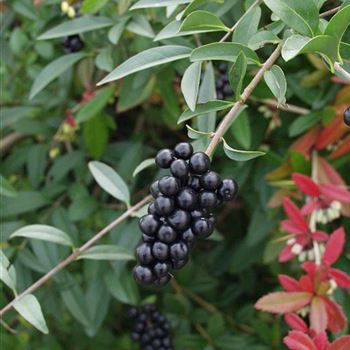 Ligustrum_vulgare_2005_4862_b.jpg