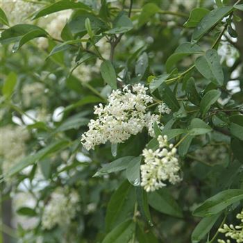 Ligustrum_vulgare_2007_0931.jpg