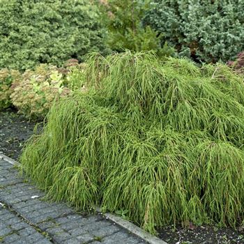 Chamaecyparis_pisifera_Filifera_Nana_2008_8873_q.jpg