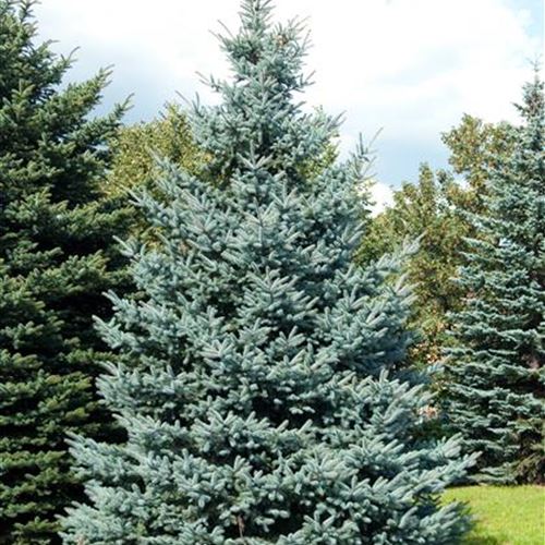 Picea pungens 'Hoopsii'